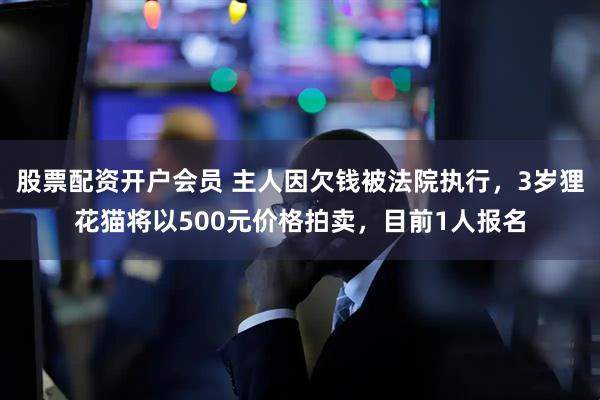 股票配资开户会员 主人因欠钱被法院执行,3岁狸花猫将以500元价格拍卖,目前1人报名